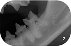 Fig.1 : Rx mandibola dx pre-op