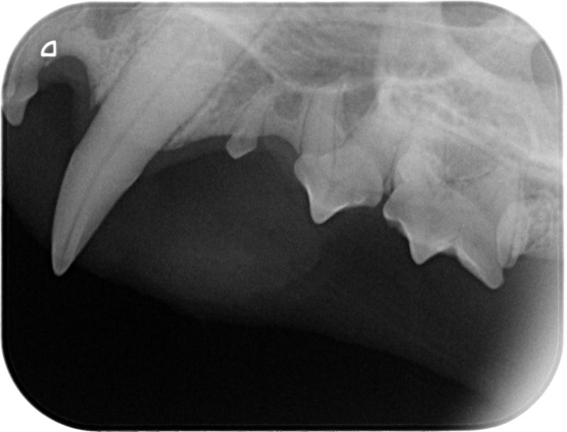 Fig. 3 Rx arcata mascellare destra