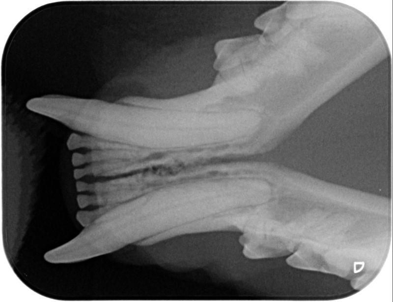 Fig. 5 : rx mandibola rostrale